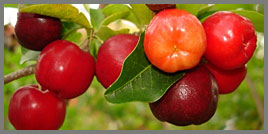 Acerola Extract