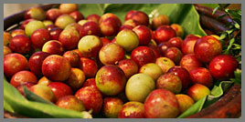 Camu-Camu Extract