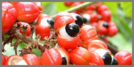 Guarana Extract