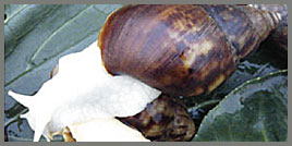 Snail Extract